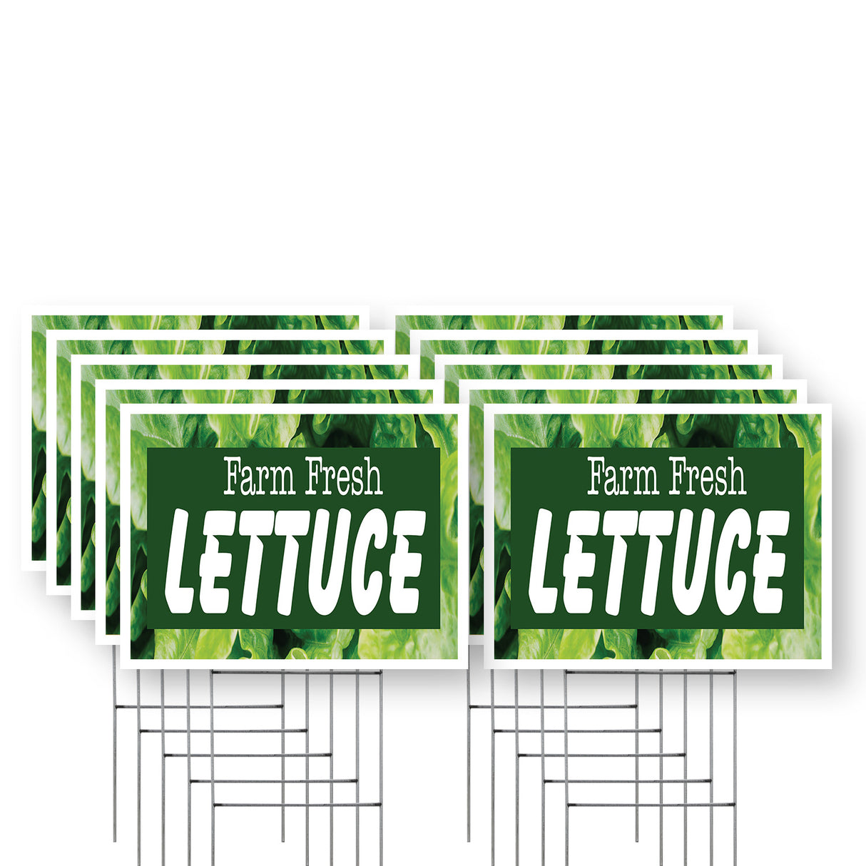 Farm Fresh Lettuce