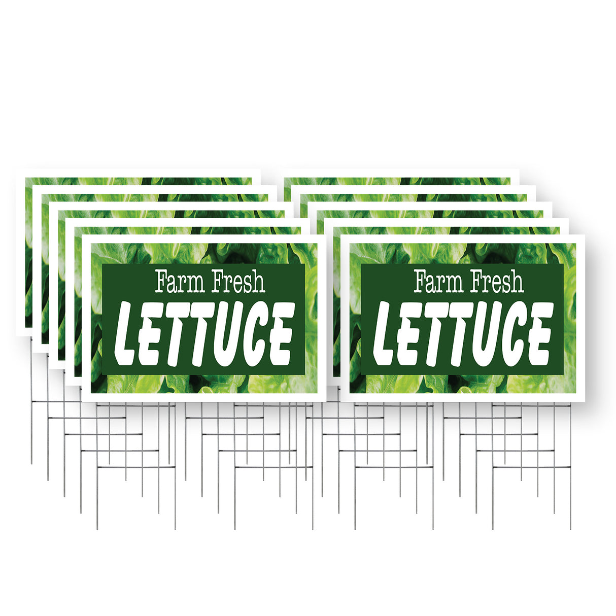 Farm Fresh Lettuce