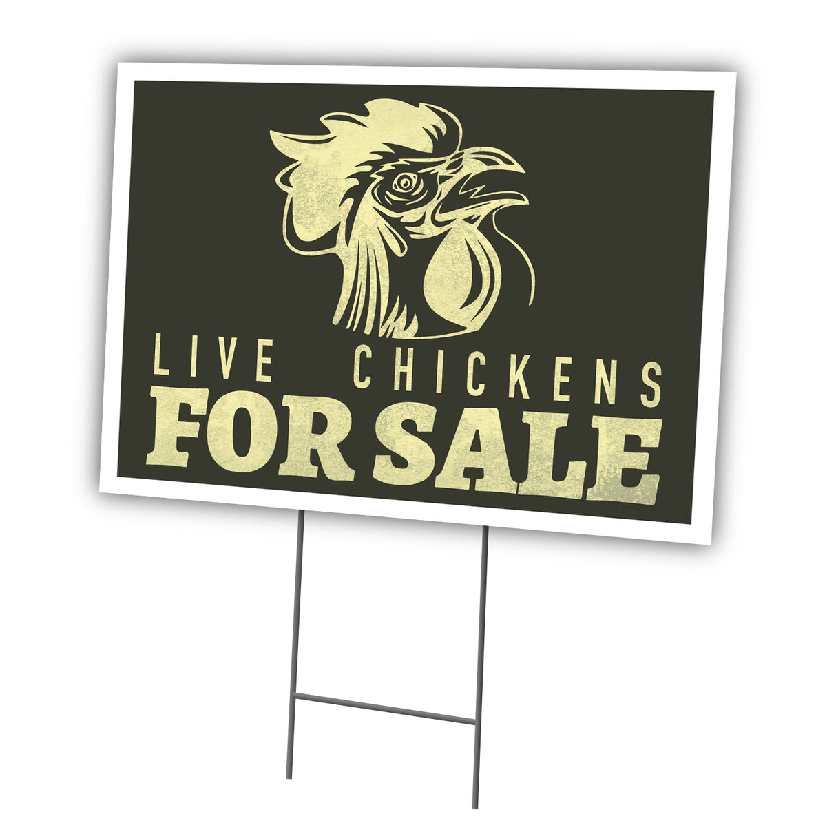 Live Chickens