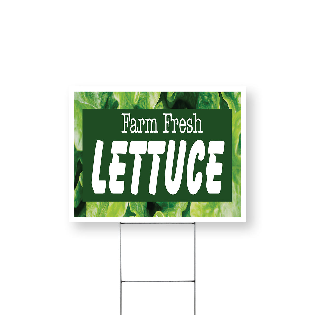 Farm Fresh Lettuce