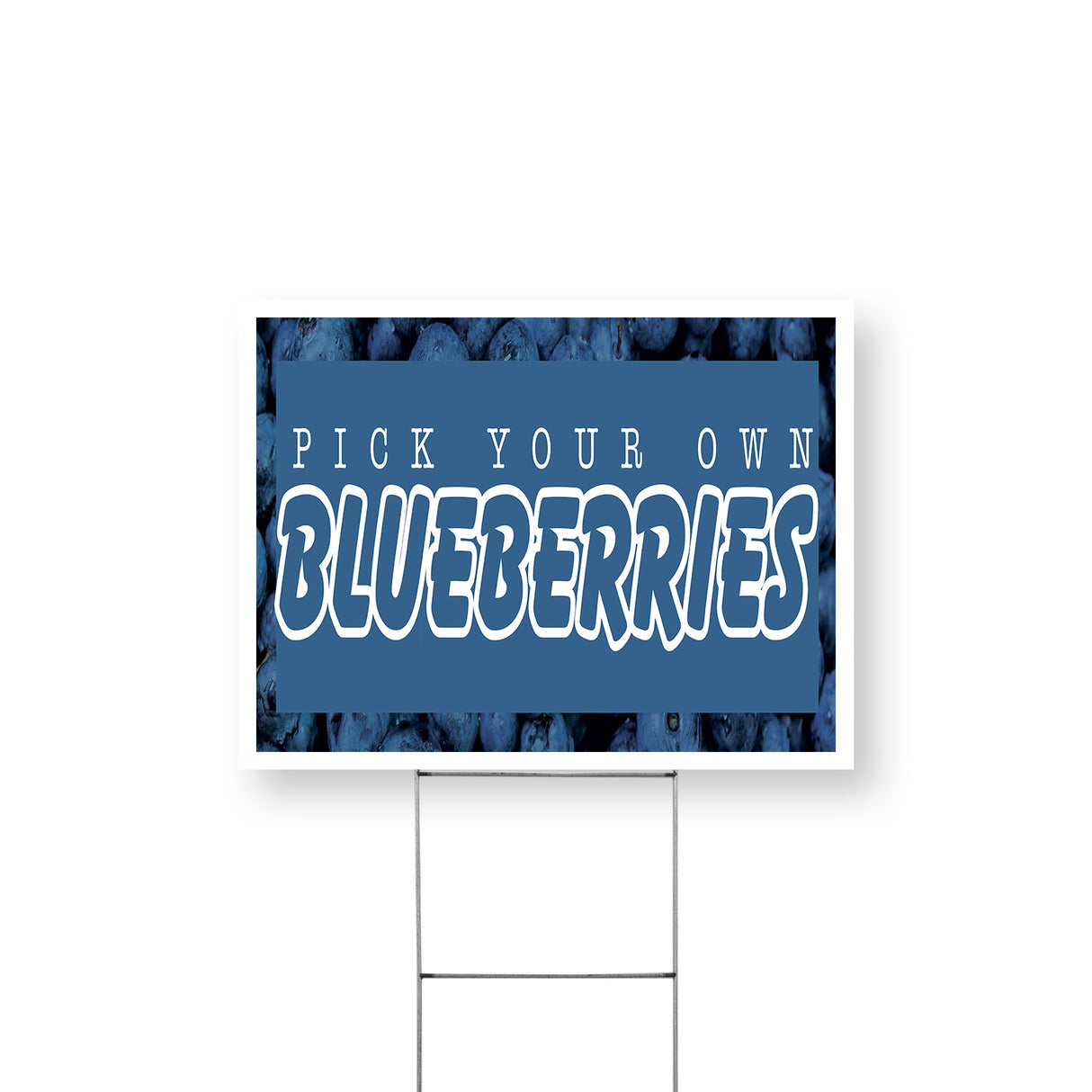 Pick Your Own Blueberries