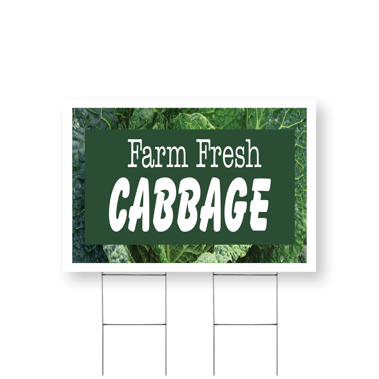 Farm Fresh Cabbage