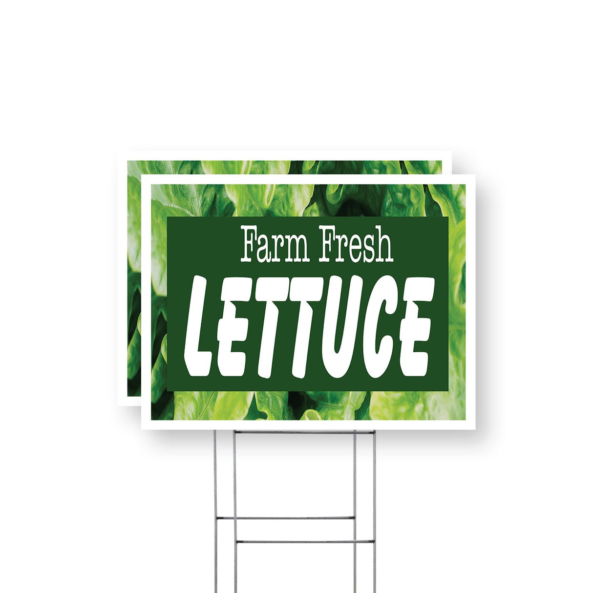 Farm Fresh Lettuce