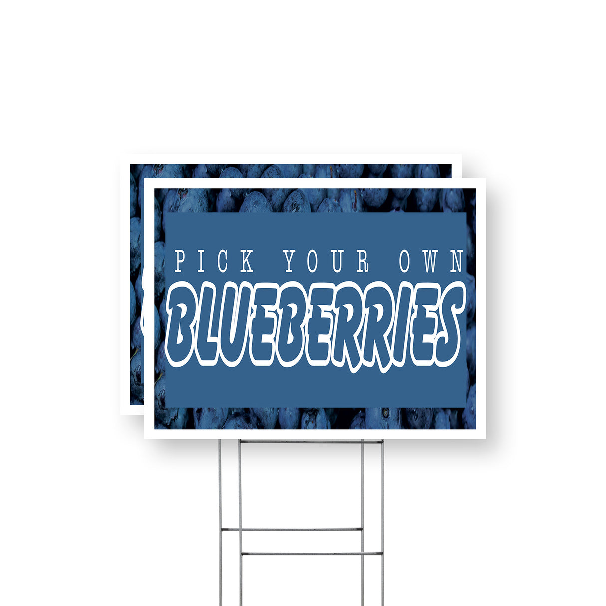 Pick Your Own Blueberries