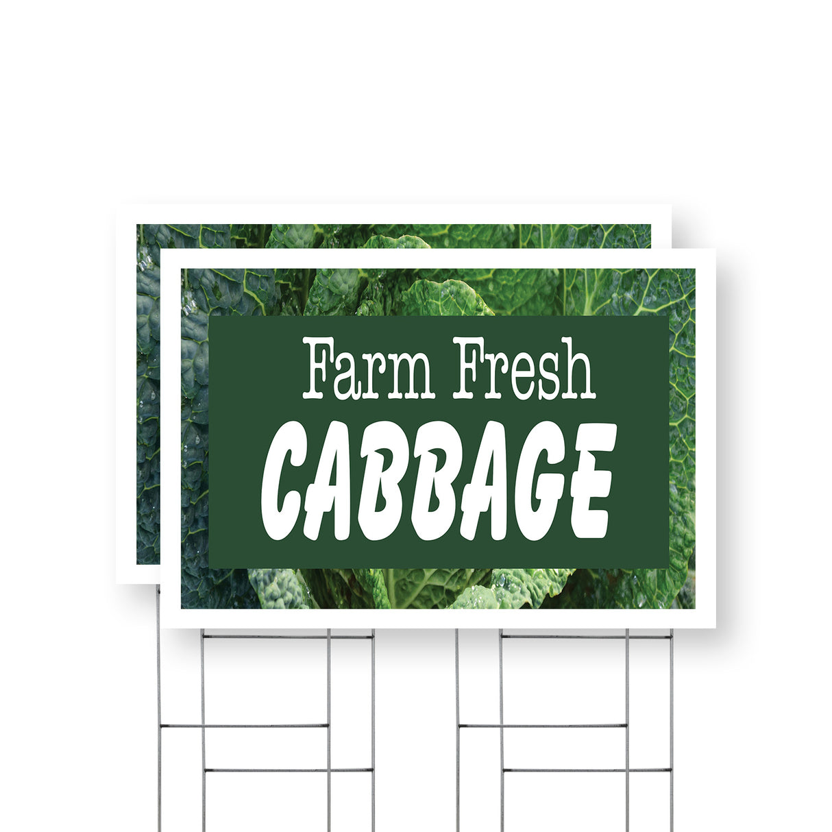 Farm Fresh Cabbage