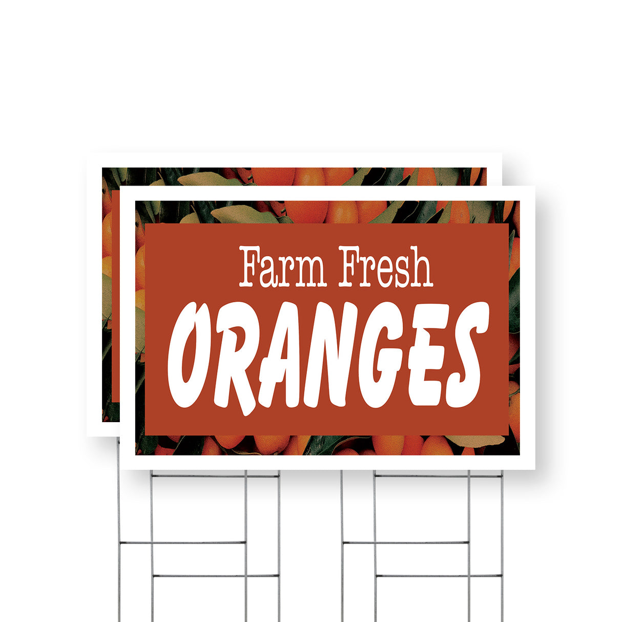 Farm Fresh Oranges