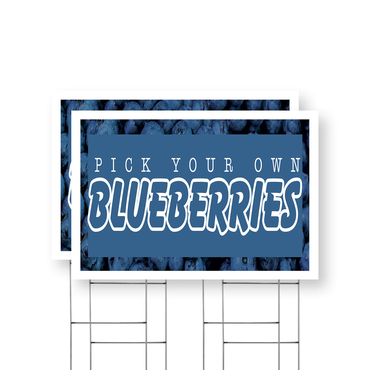 Pick Your Own Blueberries