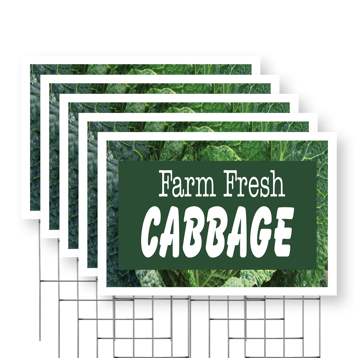 Farm Fresh Cabbage