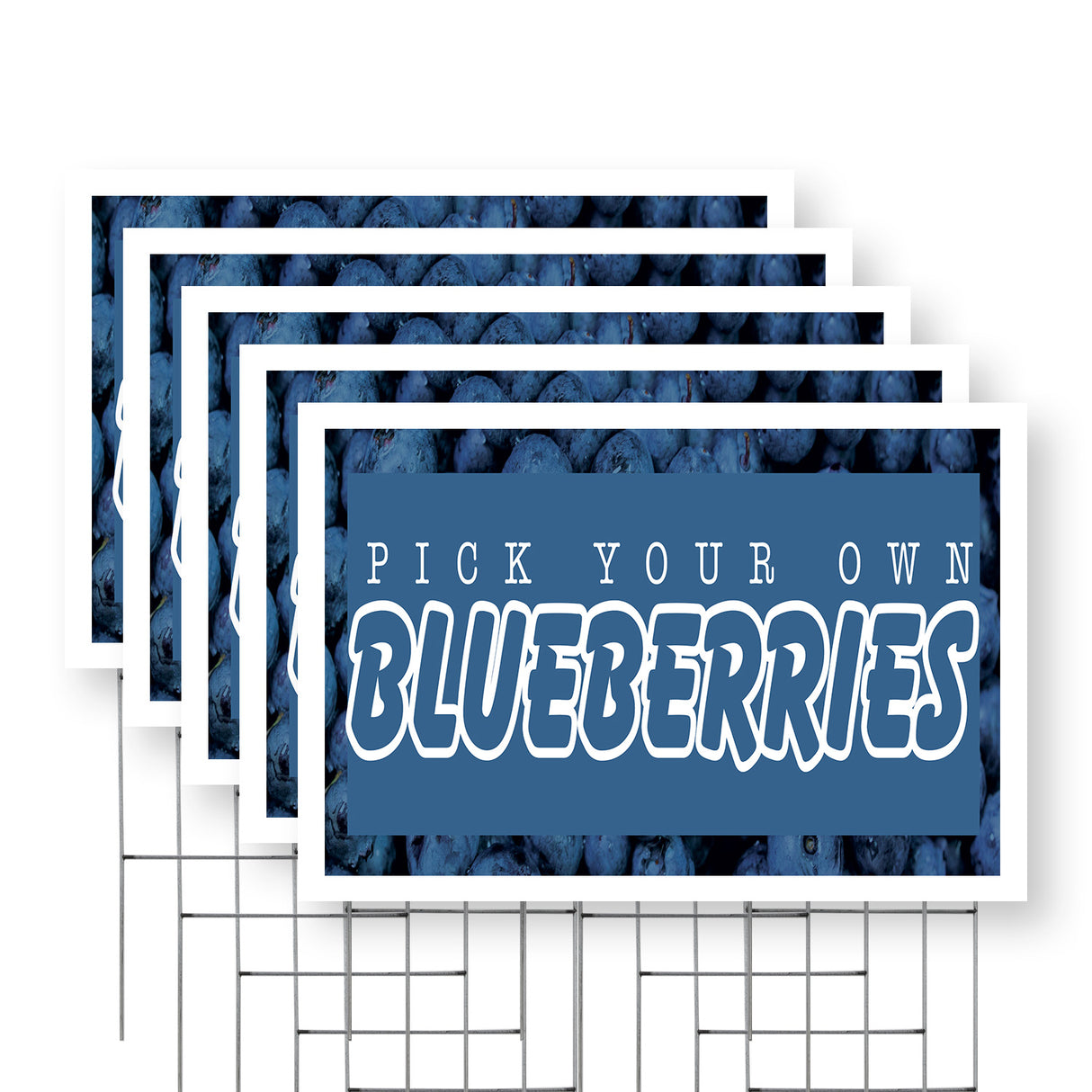 Pick Your Own Blueberries
