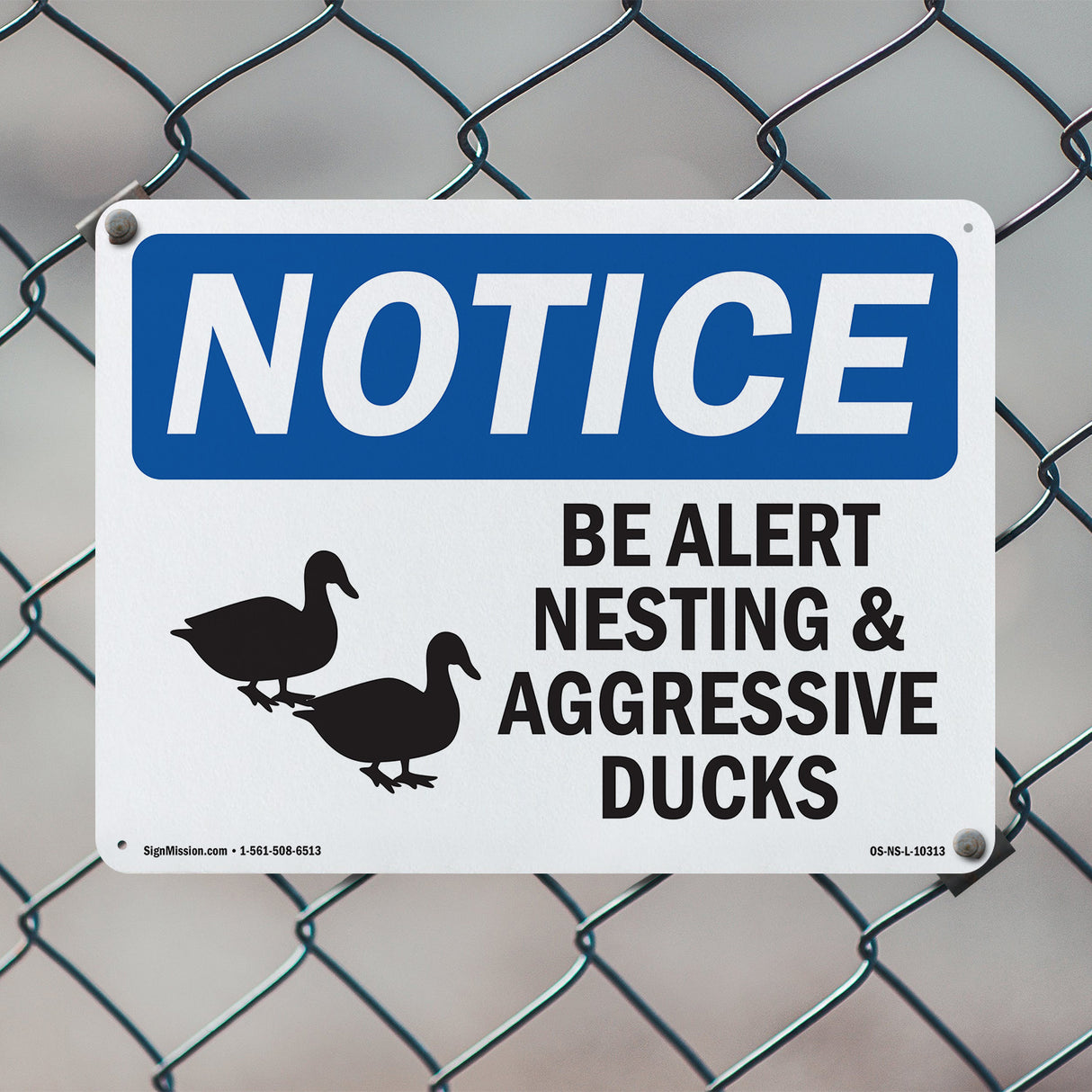 Be Alert Nesting And Aggressive Ducks
