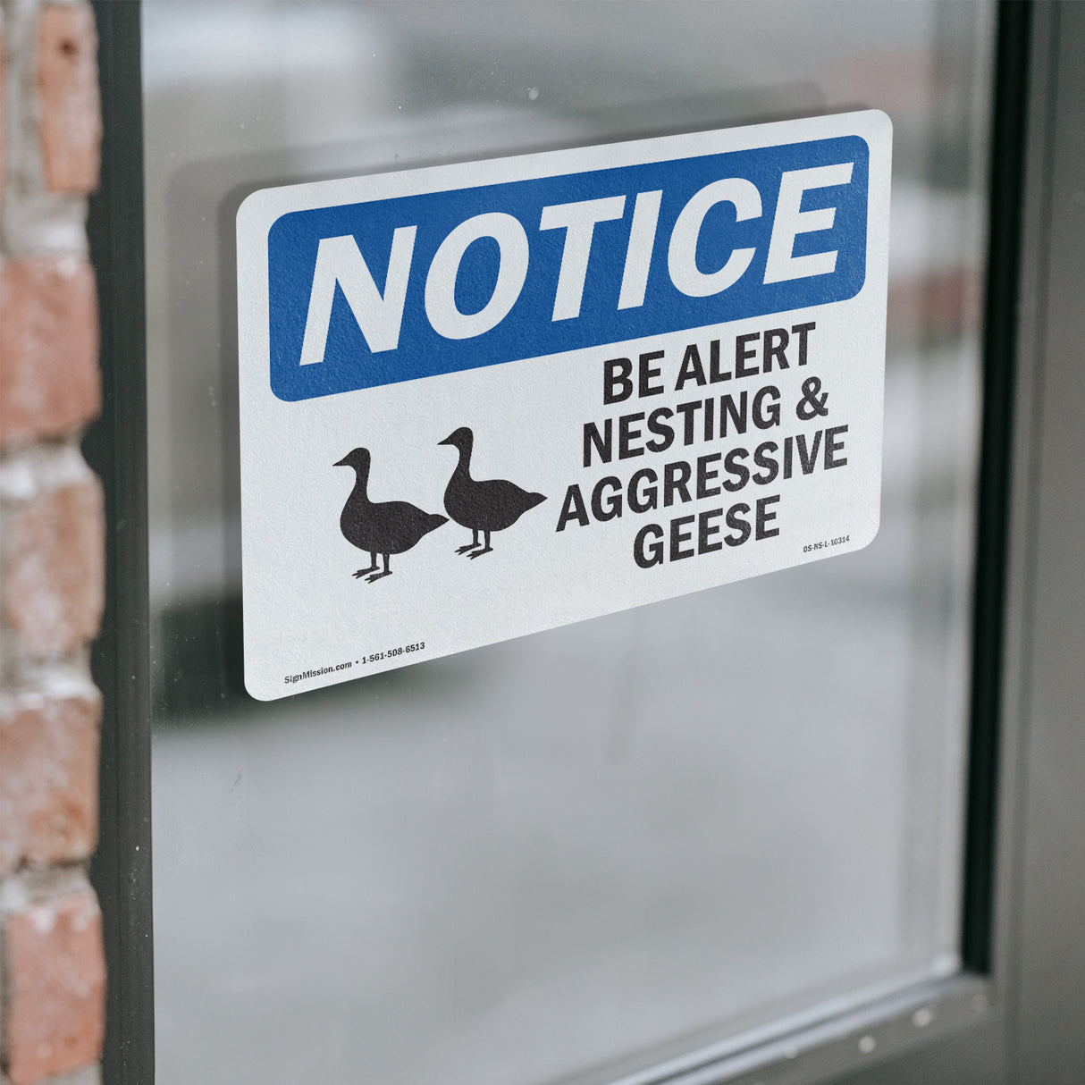 Be Alert Nesting And Aggressive Geese