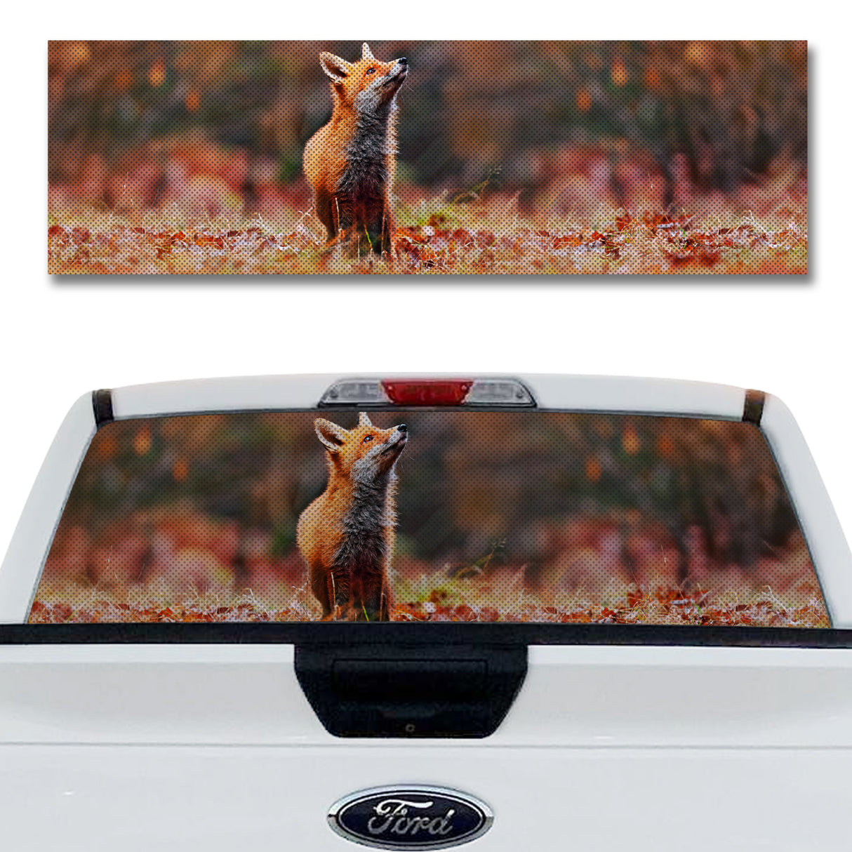 Fox in the Fall