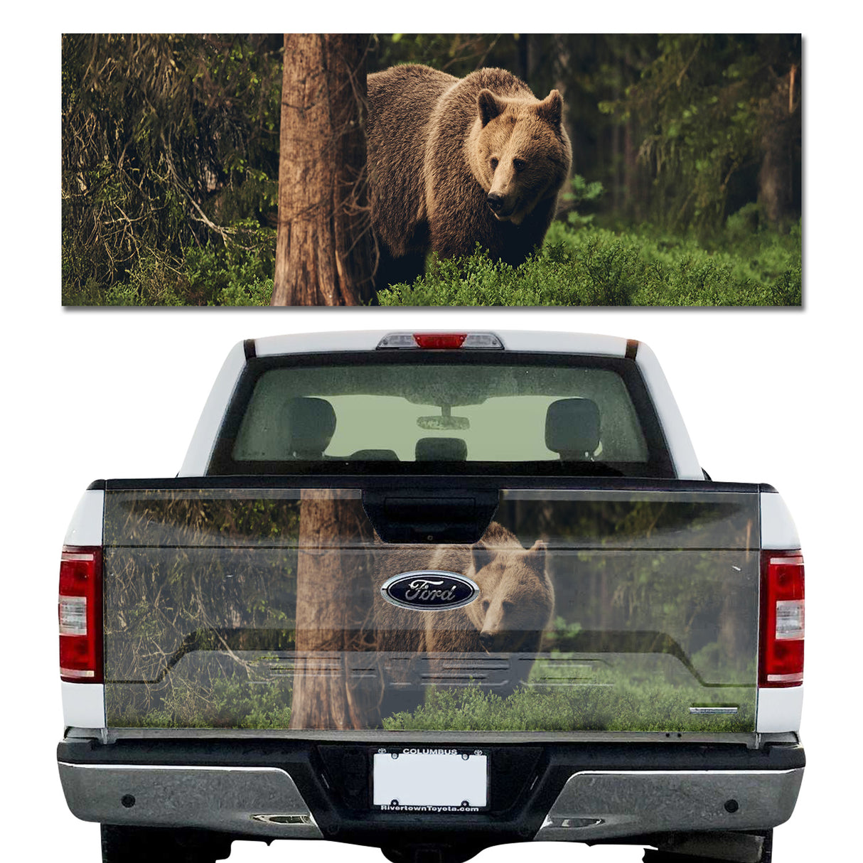 Grizzly Bear