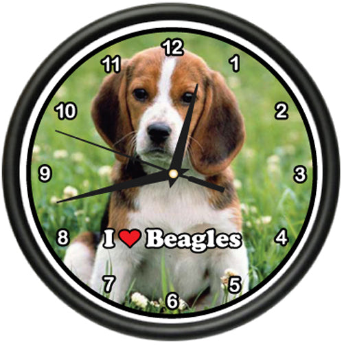 Beagle