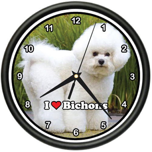 Bichon Frise