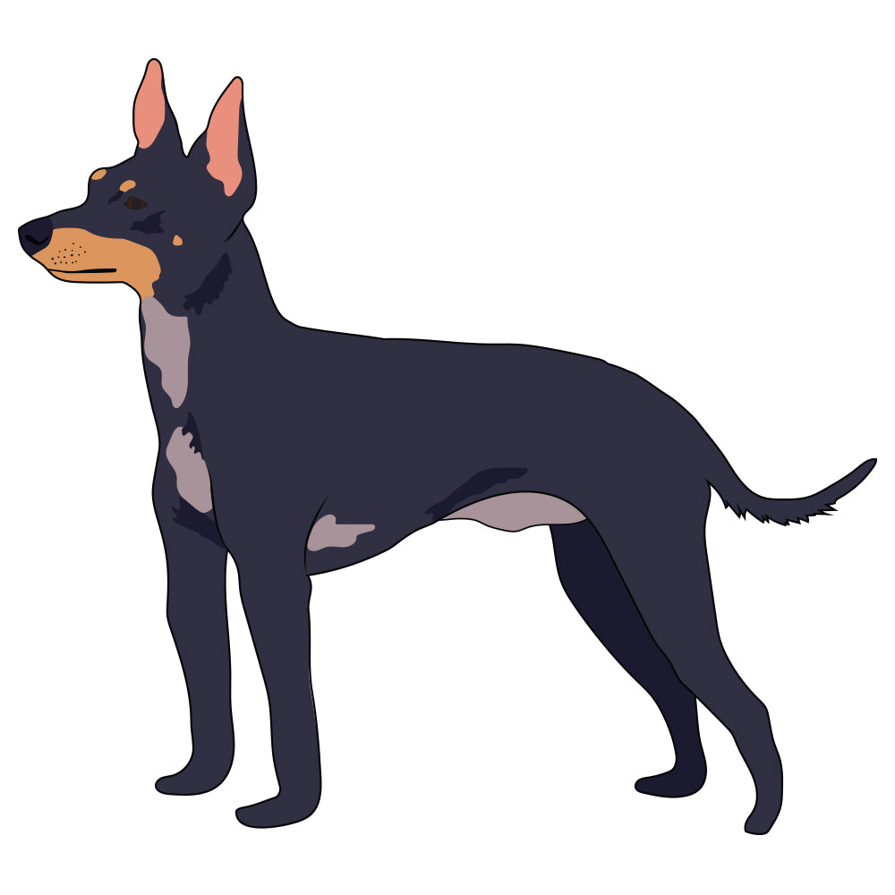 English Toy Terrier Dog Decal