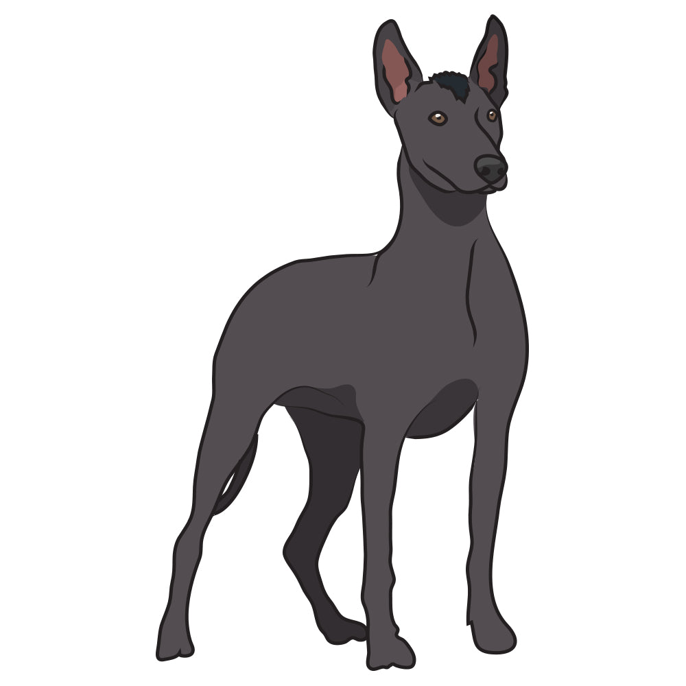 Xoloitzcuintli Dog Decal
