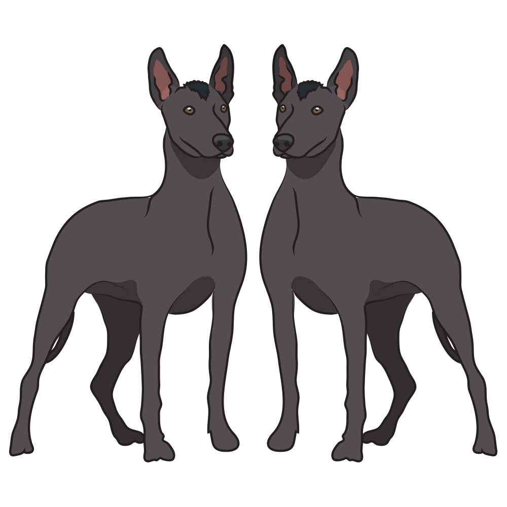Xoloitzcuintli Dog Decal