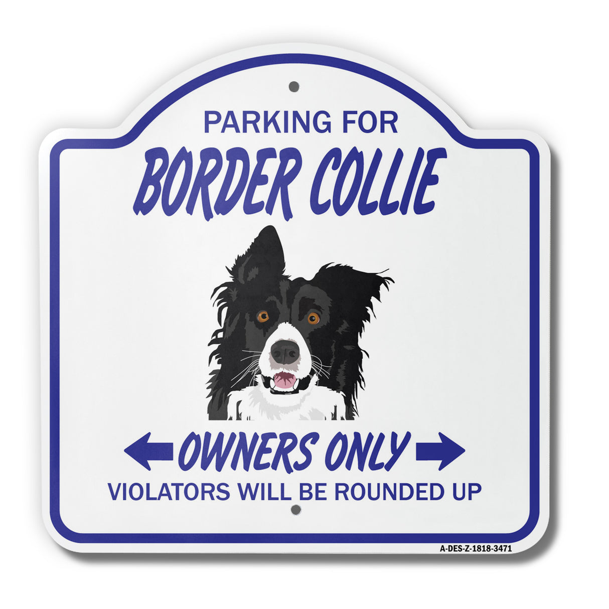 Border Collie