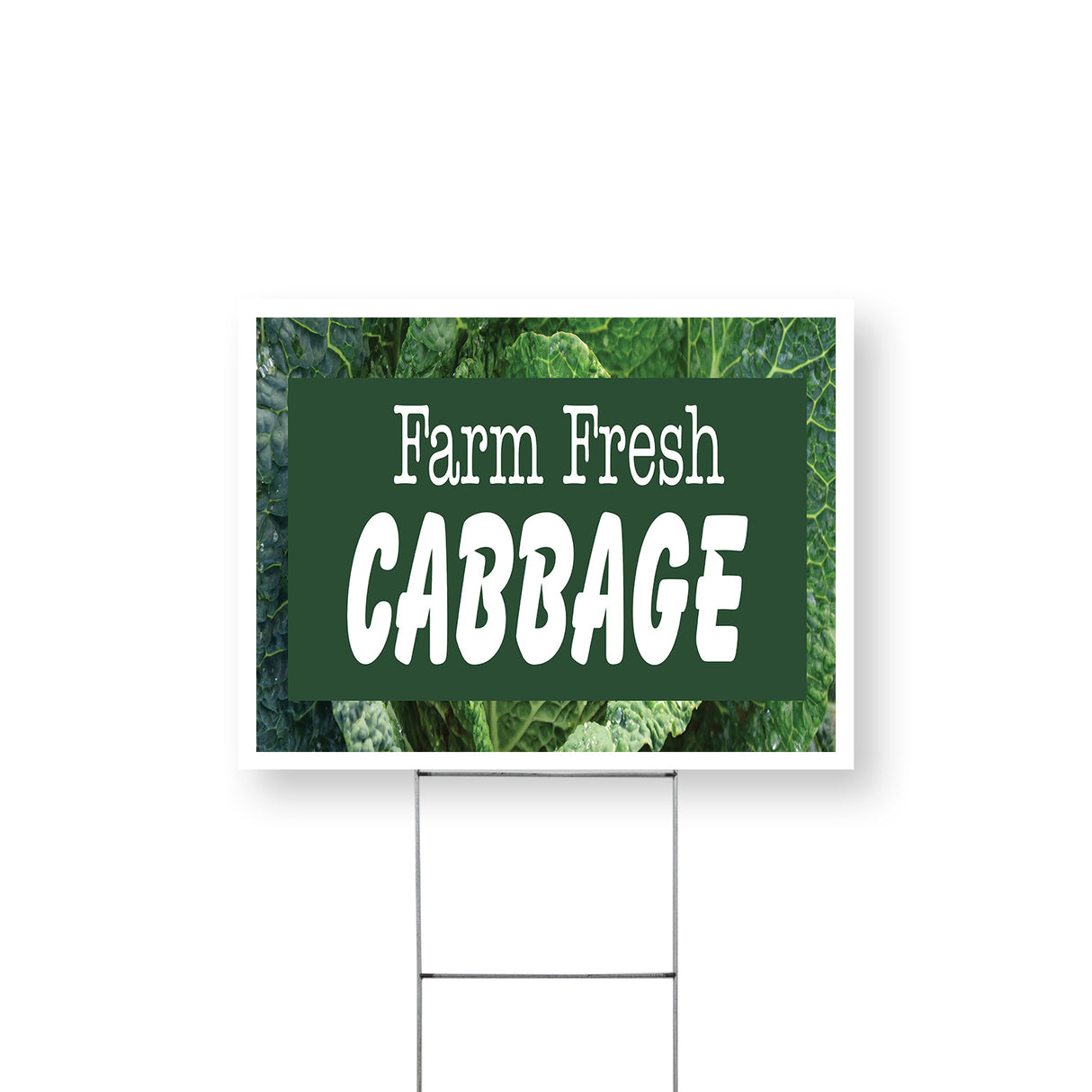 Farm Fresh Cabbage