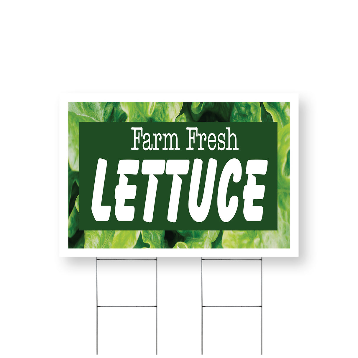 Farm Fresh Lettuce