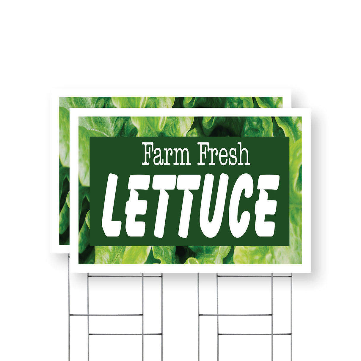 Farm Fresh Lettuce