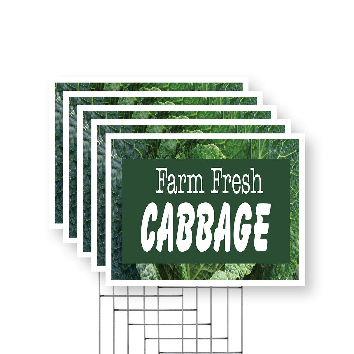 Farm Fresh Cabbage