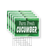 Farm Fresh Cucumber