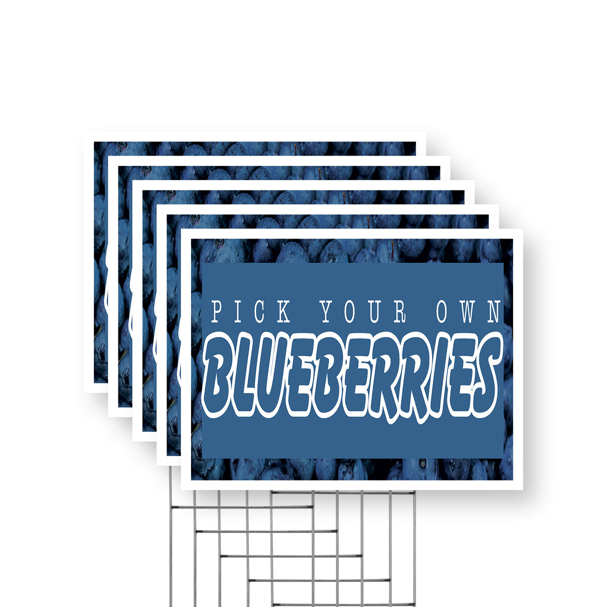 Pick Your Own Blueberries