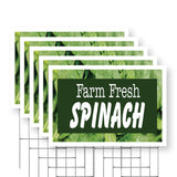 Farm Fresh Spinach