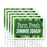 Farm Fresh Summer Squash