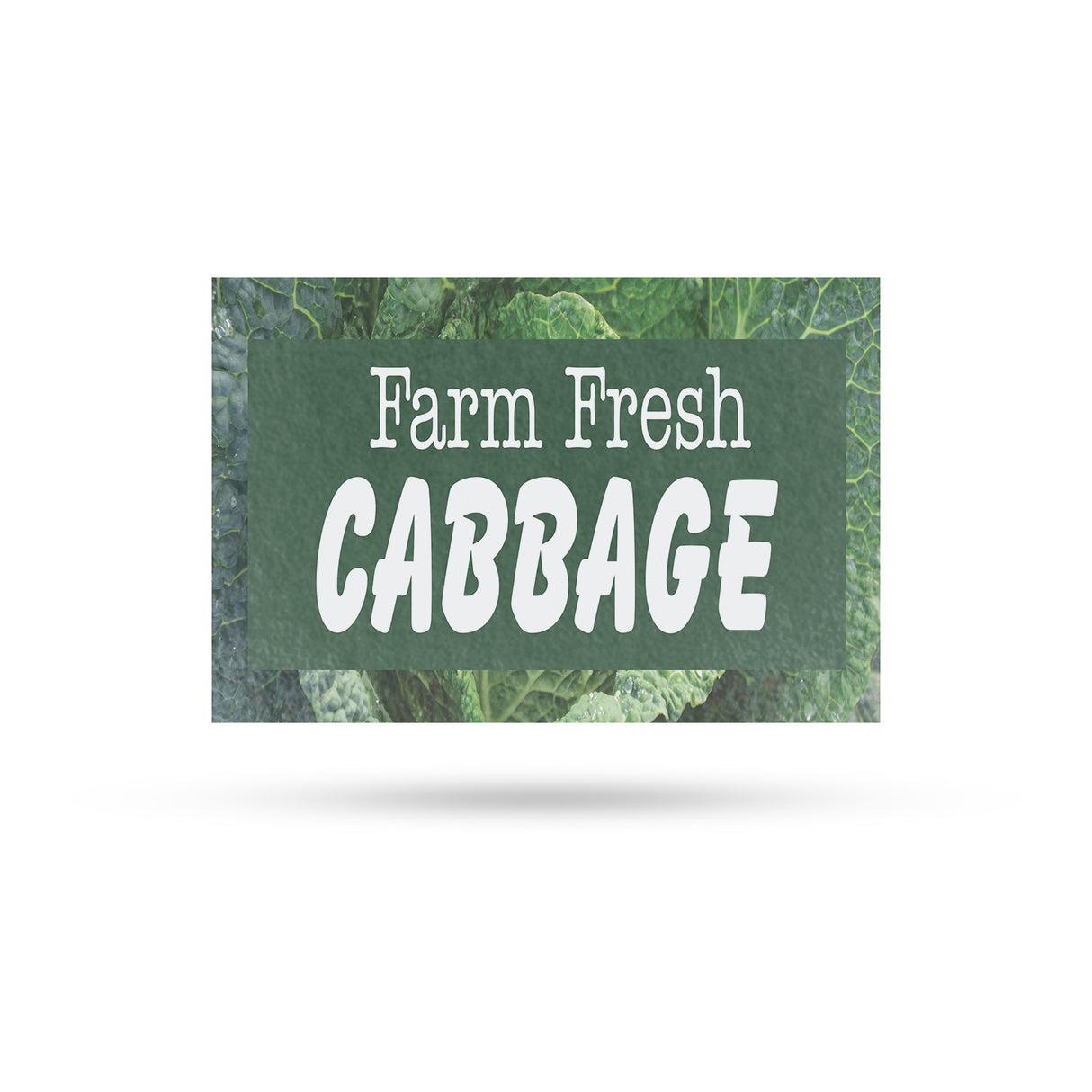 Farm Fresh Cabbage