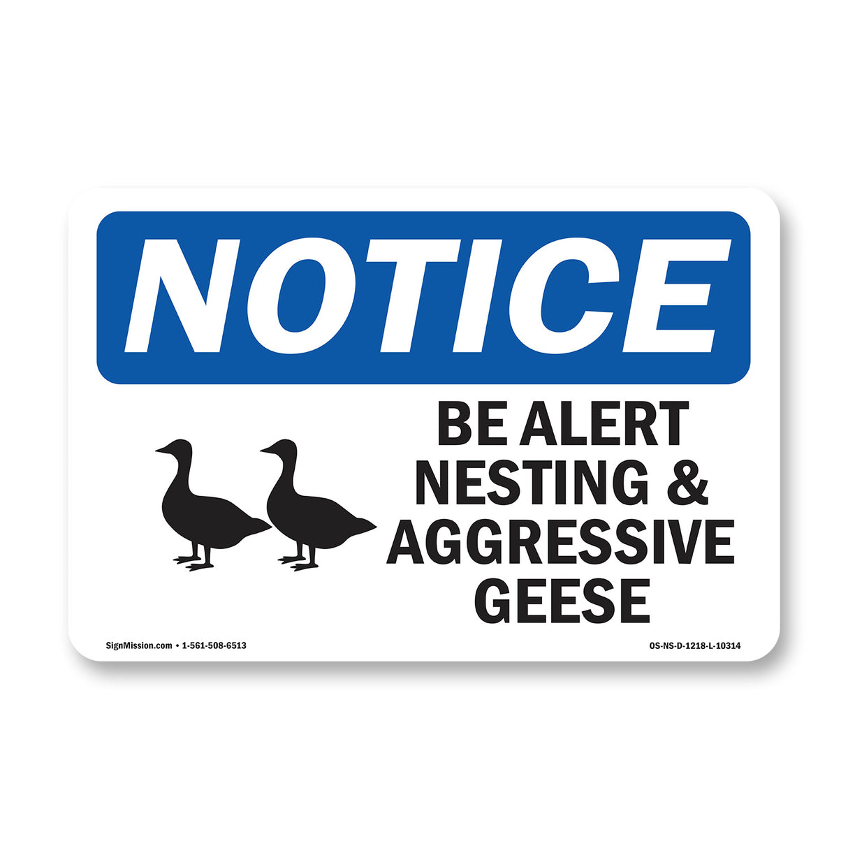 Be Alert Nesting And Aggressive Geese