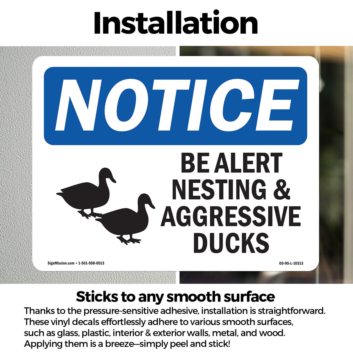 Be Alert Nesting And Aggressive Ducks