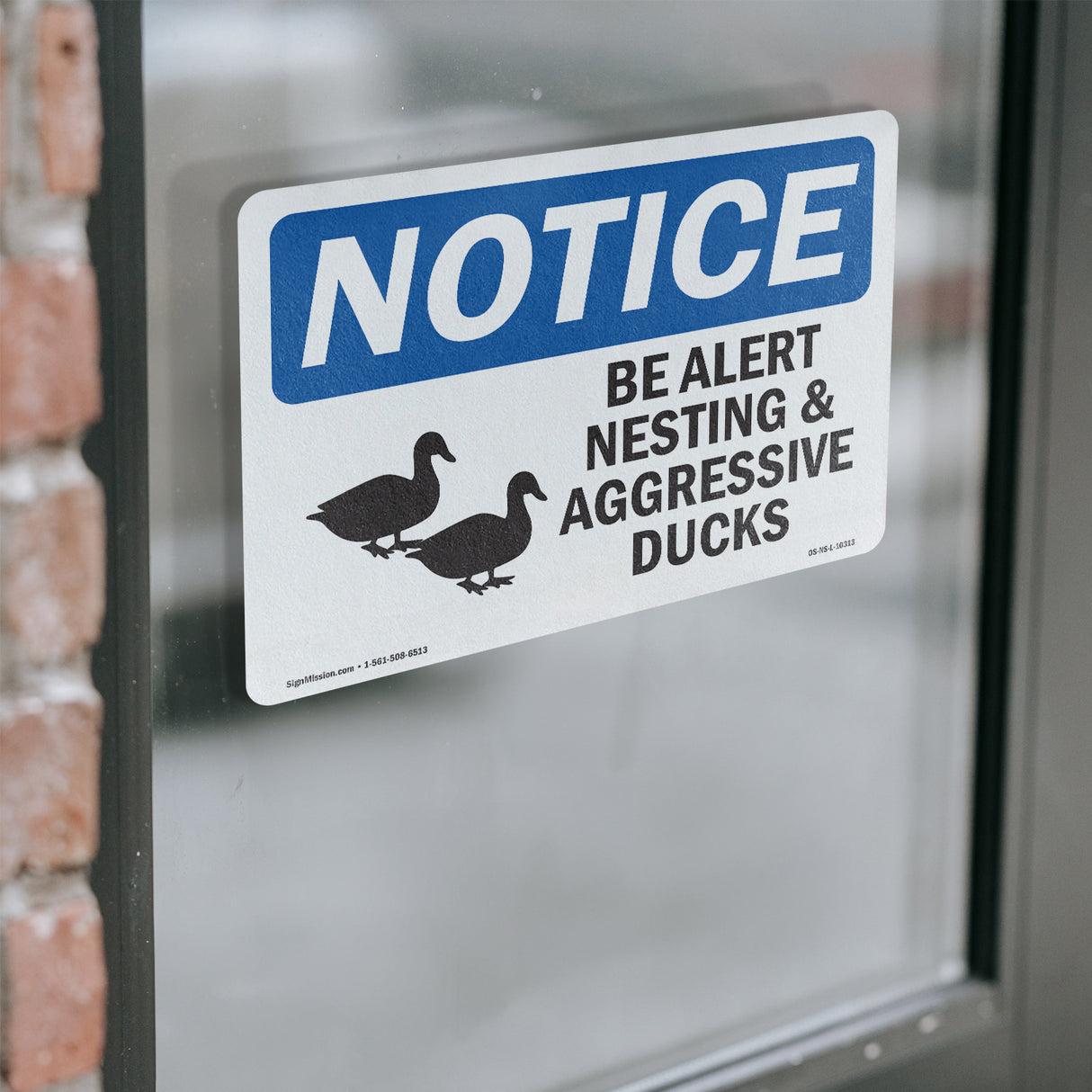 Be Alert Nesting And Aggressive Ducks