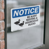 Be Alert Nesting And Aggressive Ducks