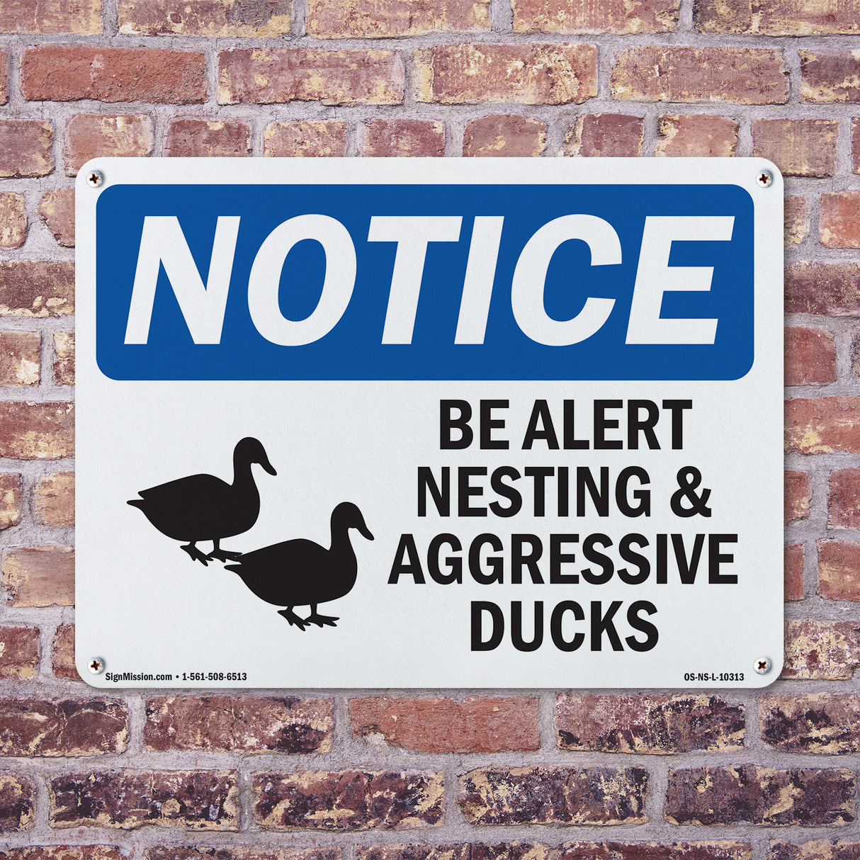 Be Alert Nesting And Aggressive Ducks