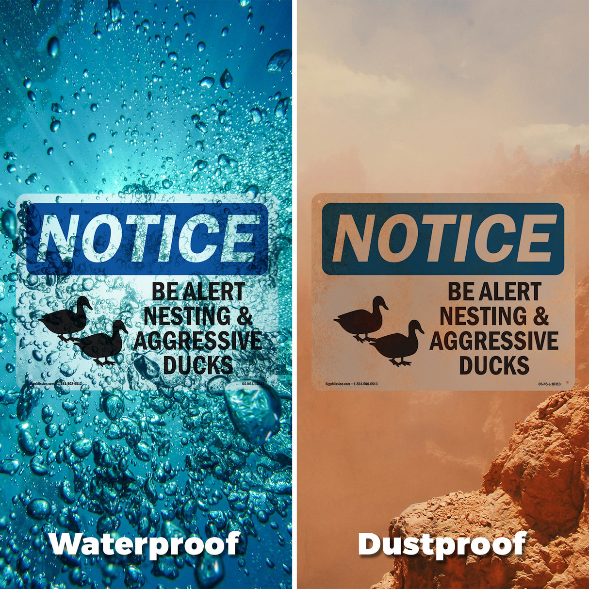 Be Alert Nesting And Aggressive Ducks