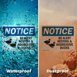Be Alert Nesting And Aggressive Ducks