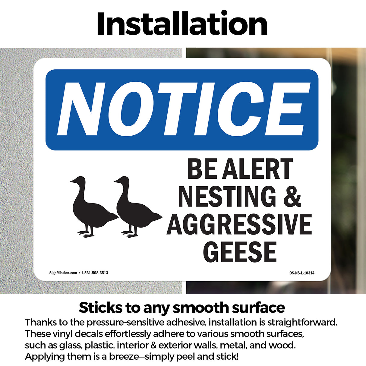 Be Alert Nesting And Aggressive Geese