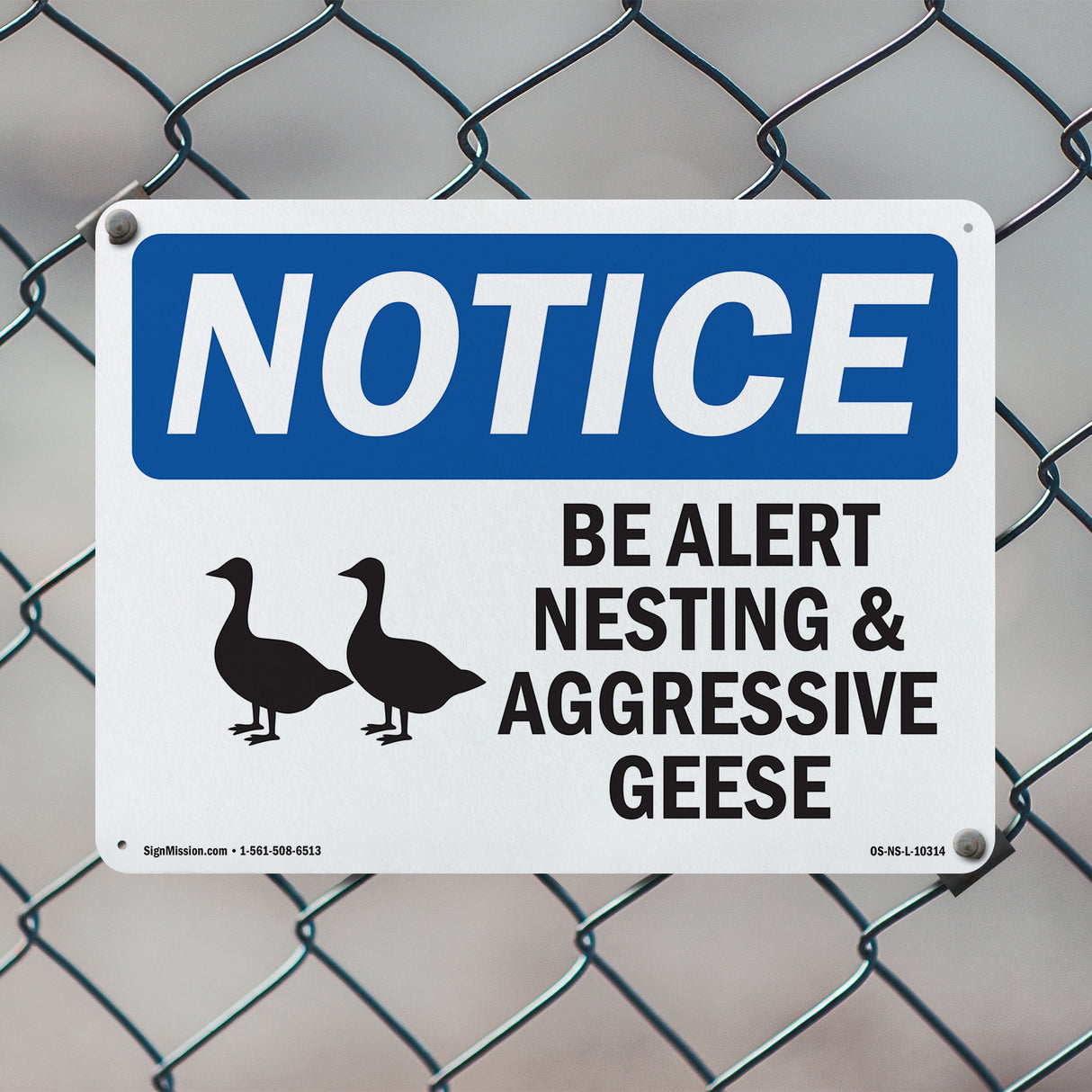 Be Alert Nesting And Aggressive Geese