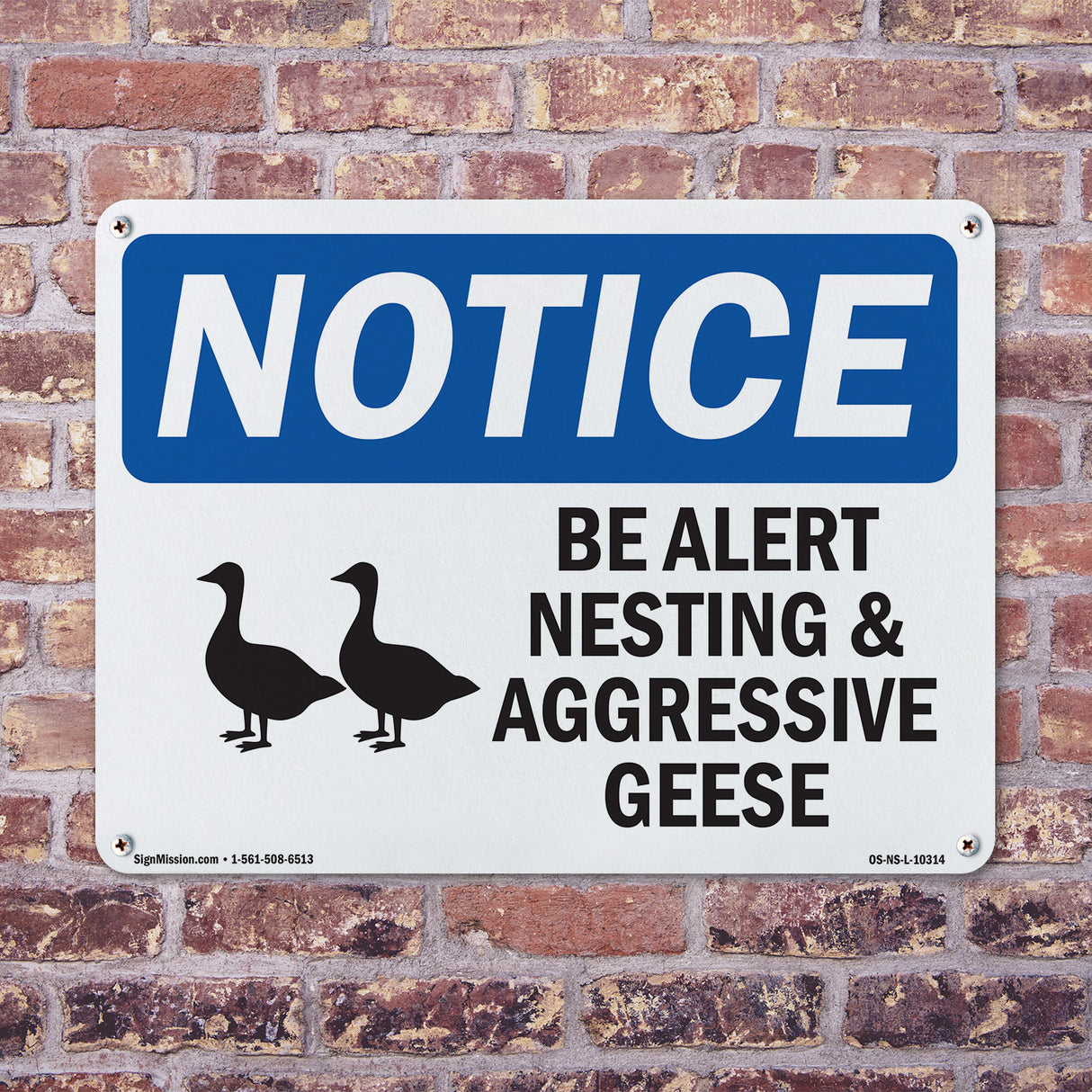 Be Alert Nesting And Aggressive Geese