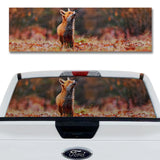 Fox in the Fall