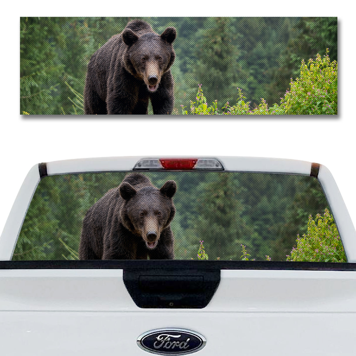Friendly Black Bear