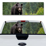 Friendly Black Bear