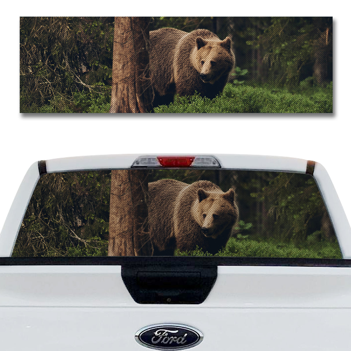 Grizzly Bear