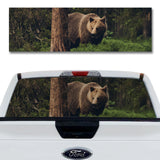 Grizzly Bear