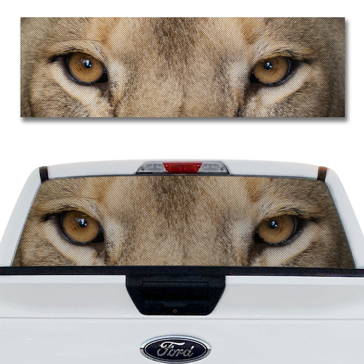 Lion Eyes