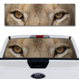 Lion Eyes