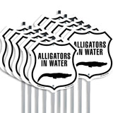 Alligators in water